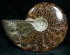 Cleoniceras Ammonite Fossil - Madagascar #7353-1